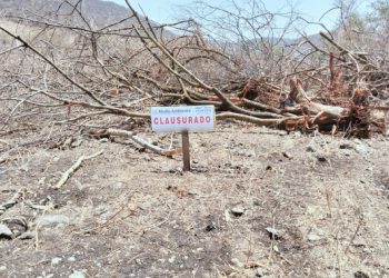 Por el derribo de 52 árboles de especies nativas, clausura Profepa predio en Miacatlán, Morelos