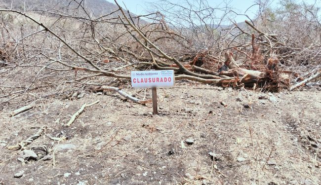 Por el derribo de 52 árboles de especies nativas, clausura Profepa predio en Miacatlán, Morelos