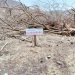 Por el derribo de 52 árboles de especies nativas, clausura Profepa predio en Miacatlán, Morelos