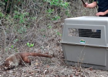 Libera Profepa 40 ejemplares de fauna silvestre en Tamaulipas