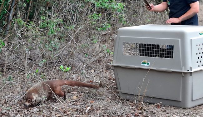 Libera Profepa 40 ejemplares de fauna silvestre en Tamaulipas