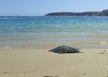 Grupo Interinstitucional protege el arribo de tortugas en Tamaulipas durante la temporada de anidación