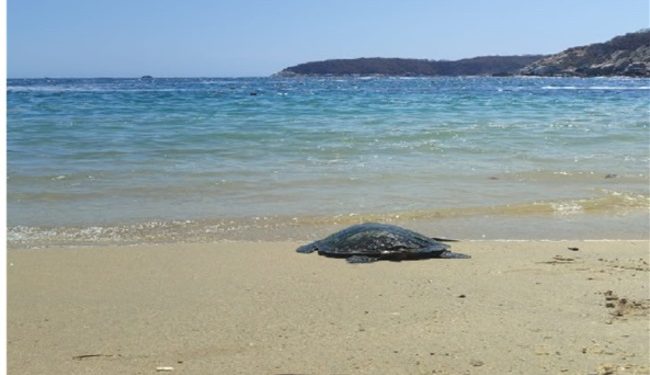 Grupo Interinstitucional protege el arribo de tortugas en Tamaulipas durante la temporada de anidación