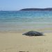Grupo Interinstitucional protege el arribo de tortugas en Tamaulipas durante la temporada de anidación