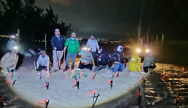 Llegan las primeras tortugas lora a las playas de Rancho Nuevo, Barra del Tordo y Miramar, en Tamaulipas