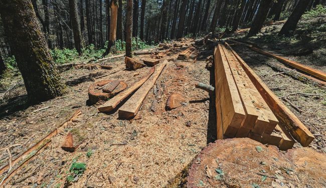 Profepa asegura más de 22 m³ de madera proveniente de la tala ilegal en el cerro del Zamorano, Querétaro