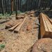 Profepa asegura más de 22 m³ de madera proveniente de la tala ilegal en el cerro del Zamorano, Querétaro