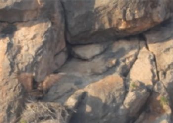 La Conanp da a conocer el hallazgo de un nido de águila real en el APFF Ocampo, en Coahuila