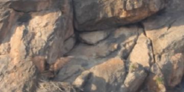 La Conanp da a conocer el hallazgo de un nido de águila real en el APFF Ocampo, en Coahuila