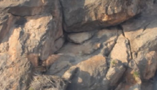 La Conanp da a conocer el hallazgo de un nido de águila real en el APFF Ocampo, en Coahuila