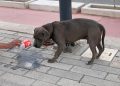 Recomiendan medidas para el cuidado de mascotas en época de calor