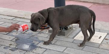 Recomiendan medidas para el cuidado de mascotas en época de calor