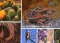 Conservación de ecosistemas ocupa más de la mitad del suelo capitalino: Isabel Herrera Juárez