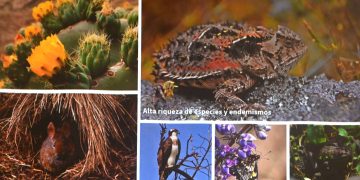 Conservación de ecosistemas ocupa más de la mitad del suelo capitalino: Isabel Herrera Juárez
