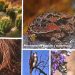 Conservación de ecosistemas ocupa más de la mitad del suelo capitalino: Isabel Herrera Juárez
