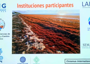 Intensa labor de especialistas de la UNAM sobre el sargazo