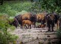 La reintroducción del bisonte en Sonora