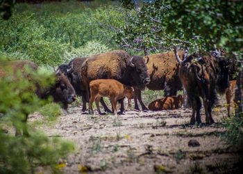La reintroducción del bisonte en Sonora