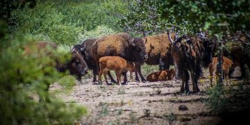 La reintroducción del bisonte en Sonora
