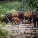 La reintroducción del bisonte en Sonora