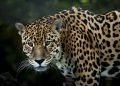 ¡Chiapas y Oaxaca son el corazón para la supervivencia del jaguar!