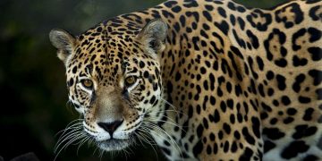 ¡Chiapas y Oaxaca son el corazón para la supervivencia del jaguar!