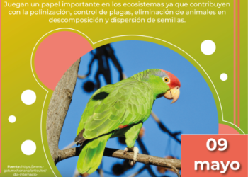 Día Mundial de las Aves Migratorias