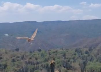 Profepa por la liberación de fauna silvestre en la Reserva de la Biosfera Barranca de Metztitlán, Hidalgo