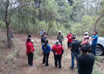 Vigilancia permanente en La Malinche controla la presencia del insecto descortezador