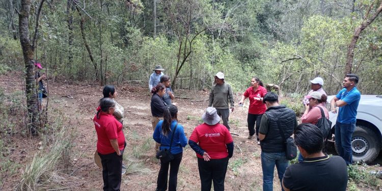 Vigilancia permanente en La Malinche controla la presencia del insecto descortezador