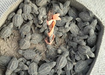 Continúa la temporada de anidación de tortugas marinas en ANP de Veracruz