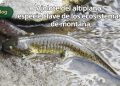 Ajolote del altiplano: especie clave de los ecosistemas de montaña