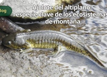 Ajolote del altiplano: especie clave de los ecosistemas de montaña
