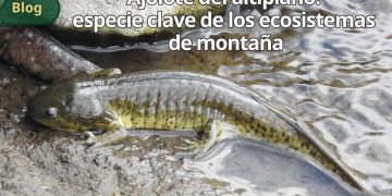 Ajolote del altiplano: especie clave de los ecosistemas de montaña
