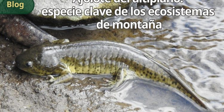 Ajolote del altiplano: especie clave de los ecosistemas de montaña