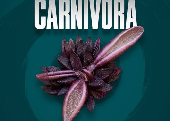 Investigadores BUAP descubren nueva especie de planta carnívora