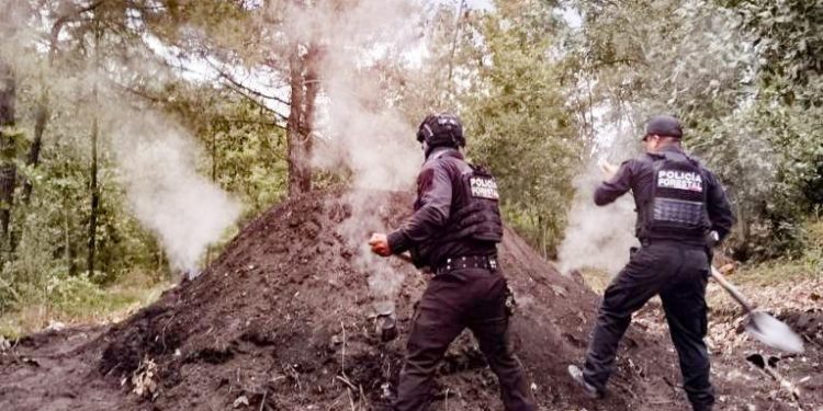 Policía Forestal destruye 11 hornos clandestinos para deshidratar madera
