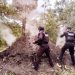 Policía Forestal destruye 11 hornos clandestinos para deshidratar madera