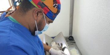 Gobierno de la Ciudad continúa impulsando jornadas de bienestar animal en colonias de la capital