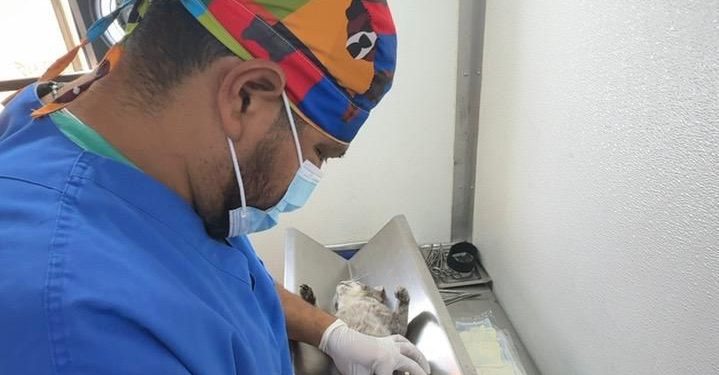 Gobierno de la Ciudad continúa impulsando jornadas de bienestar animal en colonias de la capital