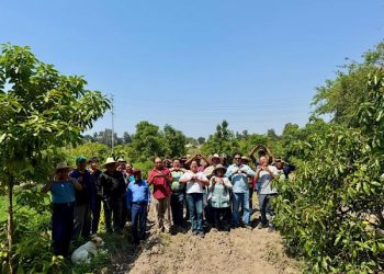Gobierno del Estado fortalece la producción de aguacate poblano