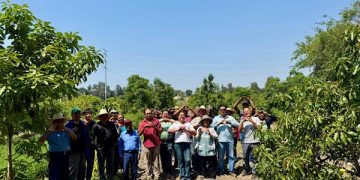 Gobierno del Estado fortalece la producción de aguacate poblano