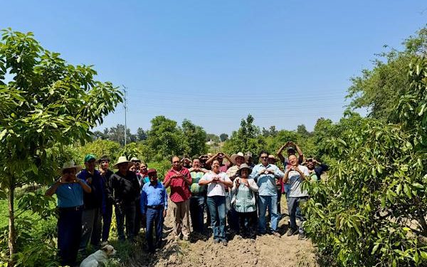 Gobierno del Estado fortalece la producción de aguacate poblano
