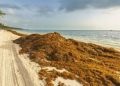 Sargazo vuelve a invadir playas de Cancún en plena temporada alta