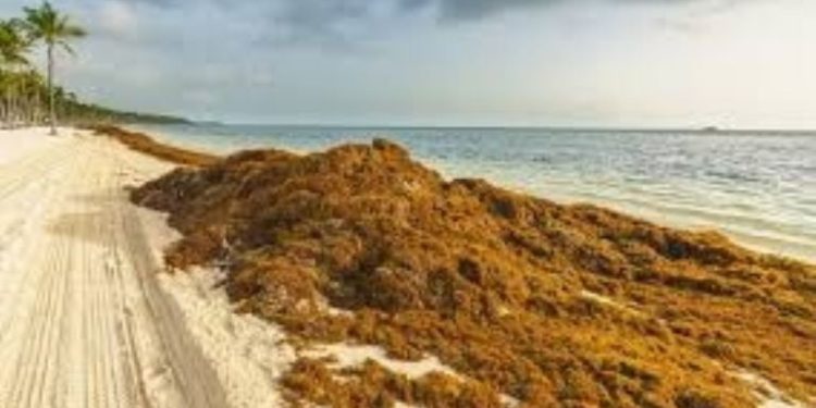 Sargazo vuelve a invadir playas de Cancún en plena temporada alta