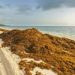 Sargazo vuelve a invadir playas de Cancún en plena temporada alta