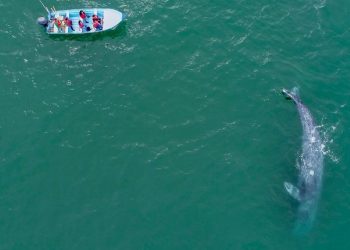 En Loreto, ‘Puerto de altura pone en riesgo a la ballena azul y economía local’