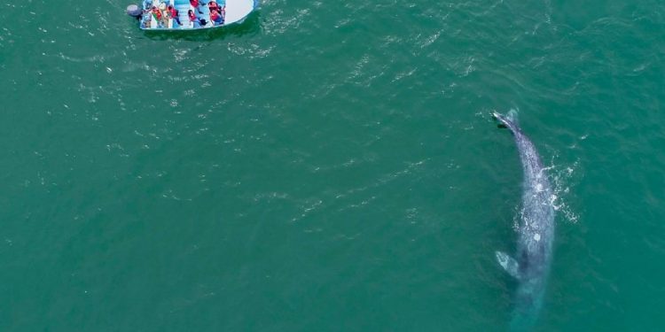 En Loreto, ‘Puerto de altura pone en riesgo a la ballena azul y economía local’