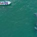 En Loreto, ‘Puerto de altura pone en riesgo a la ballena azul y economía local’