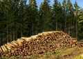 Construcción, energía, carbono: el renacer de la industria forestal como motor de la transición verde en Europa